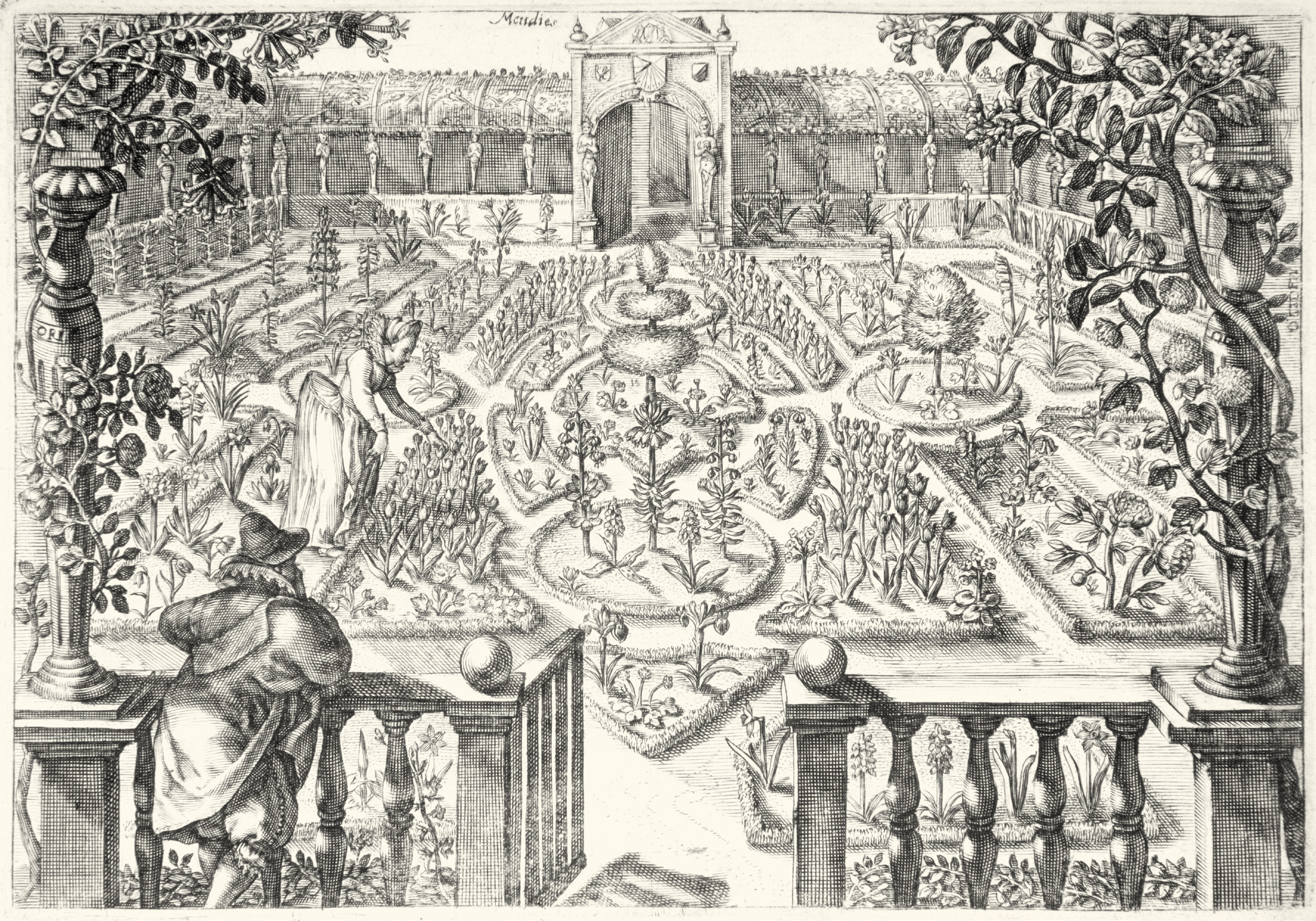 Fig 4.21 Crispijn de Passe, Hortus Floridus, Utrecht 1615