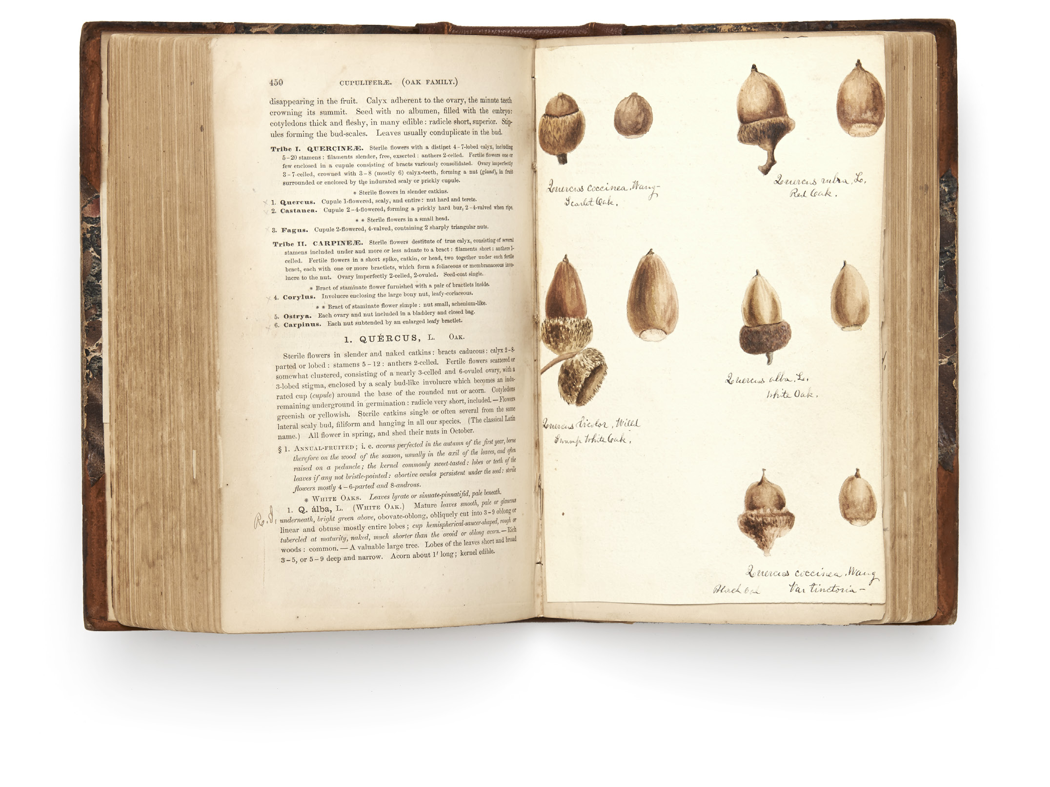 William Whitman's drawing of acorns in his copy of Manual of the Botany of the Northern United States by Asa Gray, 1868.